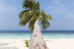 Kokosowy drzewo na piaskowatej pla?y bia?ym krysztale i - jasna woda w Maldives zdjęcie stock Kokosowy drzewo na piaskowatej pla?y bia?ym krysztale i - jasna woda w Maldives zdjęcie stock