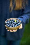 Kokosschaleschüssel voll frische organische Blaubeeren in der Hand des Mädchens lizenzfreie stockfotos Kokosschaleschüssel voll frische organische Blaubeeren in der Hand des Mädchens lizenzfreie stockfotos