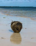 Koks splatał na plaży w republice dominikańskiej zdjęcie royalty free Koks splatał na plaży w republice dominikańskiej zdjęcie royalty free