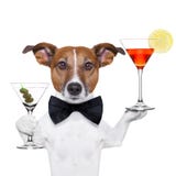 Koktajlu Martini psi szkła fotografia royalty free Koktajlu Martini psi szkła fotografia royalty free