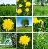 Kolaż dandelions, gras i drzewa, Lato set obraz stock Kolaż dandelions, gras i drzewa, Lato set obraz stock