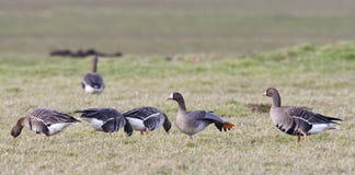 Kolgans, White-fronted Gans, Anser albifrons royalty-vrije stock fotografie Kolgans, White-fronted Gans, Anser albifrons royalty-vrije stock fotografie