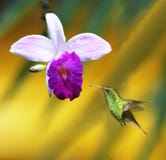 koliber orchidea zdjęcia stock koliber orchidea zdjęcia stock