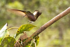 Kolibri royaltyfria foton Kolibri royaltyfria foton