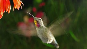 Kolibri besucht coralle Fuchsie am regnerischen Tag Kolibri besucht coralle Fuchsie am regnerischen Tag