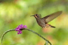 Kolibri-Brown-Violett-Ohr, Colibri-delphinae, fliegend nahe bei schöner rosa Blume, netter geblühter orange grüner Hintergrund, K lizenzfreie stockfotos Kolibri-Brown-Violett-Ohr, Colibri-delphinae, fliegend nahe bei schöner rosa Blume, netter geblühter orange grüner Hintergrund, K lizenzfreie stockfotos