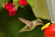 Kolibri, der den Nektar genießt lizenzfreie stockfotografie Kolibri, der den Nektar genießt lizenzfreie stockfotografie