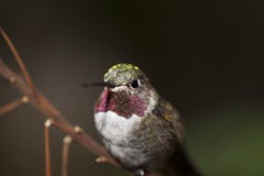 Kolibri för Anna ` s royaltyfria bilder Kolibri för Anna ` s royaltyfria bilder