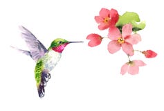 Kolibrie die rond Bloemenwaterverf vliegen royalty-vrije illustratie Kolibrie die rond Bloemenwaterverf vliegen royalty-vrije illustratie