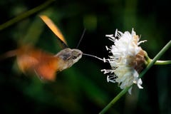 Kolibrihök-mal - Macroglossum stellatarum som matar på blomman i Spanien, Europa fotografering för bildbyråer Kolibrihök-mal - Macroglossum stellatarum som matar på blomman i Spanien, Europa fotografering för bildbyråer