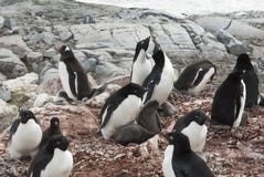 Koloni för blandade Gentoo pingvin- och Adelie pingvin på Antarktis royaltyfri fotografi Koloni för blandade Gentoo pingvin- och Adelie pingvin på Antarktis royaltyfri fotografi