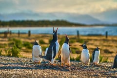 Kolonia pingwiny na wyspie w Beagle kanale Argentyński Patagonia Ushuaia zdjęcie stock Kolonia pingwiny na wyspie w Beagle kanale Argentyński Patagonia Ushuaia zdjęcie stock