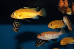 Kolor żółty przekształcać się Labidochromis caeruleus akwarium ryba Fotografia Royalty Free Kolor żółty przekształcać się Labidochromis caeruleus akwarium ryba Fotografia Royalty Free