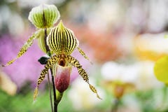 Kolorowego kwiatu paphiopedilum naturalny ornamentacyjny deseniowy kwitnienie w ogródzie obraz stock Kolorowego kwiatu paphiopedilum naturalny ornamentacyjny deseniowy kwitnienie w ogródzie obraz stock