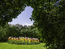 Kolorowi tulipany i lili żywopłoty fotografia stock Kolorowi tulipany i lili żywopłoty fotografia stock