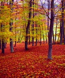 kolorów spadek las
