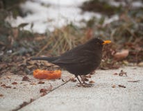 Koltrast med en orange näbb royaltyfri foto Koltrast med en orange näbb royaltyfri foto