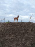 Kombai гордость индийской породы охотничьей собаки стоя в джунглях стоковая фотография Kombai гордость индийской породы охотничьей собаки стоя в джунглях стоковая фотография