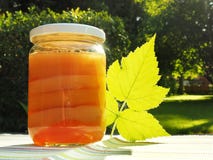 Kombucha величает в стекле стоковые фото Kombucha величает в стекле стоковые фото