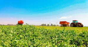 Kommersiella Pea Farming med en skördetröska royaltyfri bild Kommersiella Pea Farming med en skördetröska royaltyfri bild