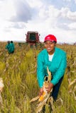 Kommersiellt majslantbruk i Afrika arkivbilder Kommersiellt majslantbruk i Afrika arkivbilder
