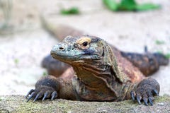 Komodo Dragon. Lazing in the sun royalty free stock image Komodo Dragon. Lazing in the sun royalty free stock image
