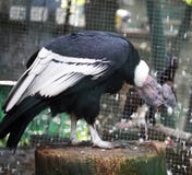 Kondor im Zoo Lizenzfreie Stockfotografie Kondor im Zoo Lizenzfreie Stockfotografie