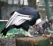 Kondor im Zoo Stockfotografie Kondor im Zoo Stockfotografie