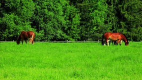 Konie pasają na zieleni polu Stado konie pasa na paśniku krajobrazu wiejskiego zbiory Konie pasają na zieleni polu Stado konie pasa na paśniku krajobrazu wiejskiego zbiory