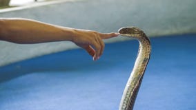 Koning Cobra in de Show, Ao Nang Krabi Thailand stock footage Koning Cobra in de Show, Ao Nang Krabi Thailand stock footage