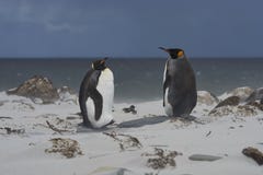 Koning Penguins op Overzees Lion Island royalty-vrije stock afbeeldingen Koning Penguins op Overzees Lion Island royalty-vrije stock afbeeldingen