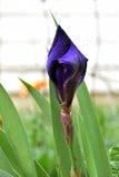 Koninklijke Purpere Gebaarde Iris Flower Bud royalty-vrije stock afbeelding Koninklijke Purpere Gebaarde Iris Flower Bud royalty-vrije stock afbeelding
