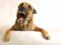 Konkurrenzfähiger Hund stockfotografie Konkurrenzfähiger Hund stockfotografie