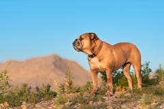 Kontinentale Bulldogge ist, die vor einem Hügel stehen lizenzfreies stockfoto Kontinentale Bulldogge ist, die vor einem Hügel stehen lizenzfreies stockfoto
