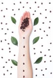 KontrastKaffeebohnen, modische handgemachte Kunst, die Hand eines Mädchens auf einem weißen Hintergrund mit den Kaffeeblumenblätt stockfoto KontrastKaffeebohnen, modische handgemachte Kunst, die Hand eines Mädchens auf einem weißen Hintergrund mit den Kaffeeblumenblätt stockfoto