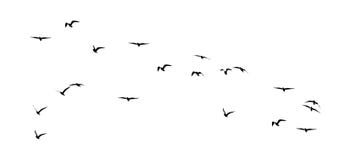 Kontur av en flock av fåglar på en vit bakgrund royaltyfria bilder Kontur av en flock av fåglar på en vit bakgrund royaltyfria bilder