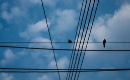 Kontur av fåglar med tråd på elektrisk pol royaltyfria foton Kontur av fåglar med tråd på elektrisk pol royaltyfria foton