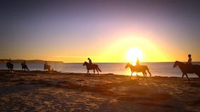 Kontur av hästar på stranden lager videofilmer Kontur av hästar på stranden lager videofilmer