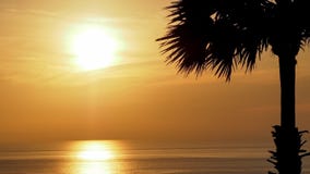 Konturpalmträdet med härlig mjuk orange himmel reflekterar havet Solnedgång i bakgrund Abstrakt orange sky Dramatisk guld- sk Fotografering för Bildbyråer Konturpalmträdet med härlig mjuk orange himmel reflekterar havet Solnedgång i bakgrund Abstrakt orange sky Dramatisk guld- sk Fotografering för Bildbyråer