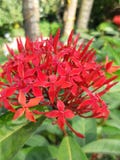 Konung av den Ixoras blomman i Asien royaltyfri foto Konung av den Ixoras blomman i Asien royaltyfri foto
