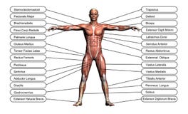 Konzept Der Hohen Auflosung Oder Begriffs Anatomie Des Menschen 3d Stock Abbildung Illustration Von Biologie Medizinisch