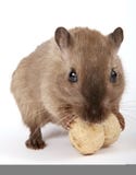 Konzeptfoto eines Nagetiers durch eine gelbe Erdnuss lizenzfreies stockbild Konzeptfoto eines Nagetiers durch eine gelbe Erdnuss lizenzfreies stockbild