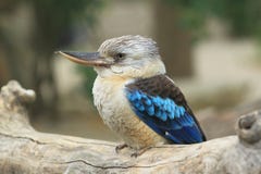 kookaburra Azul-con alas Imagenes de archivo kookaburra Azul-con alas Imagenes de archivo