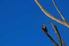Kookaburra сидя в ветвях thr мертвых старого эвкалипта стоковые фотографии rf Kookaburra сидя в ветвях thr мертвых старого эвкалипта стоковые фотографии rf