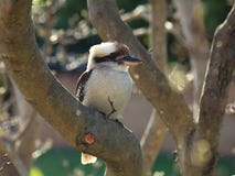Kookaburravogel in kale boom royalty-vrije stock foto Kookaburravogel in kale boom royalty-vrije stock foto