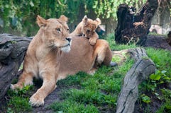 KOPENHAGEN, DÄNEMARK - August 2017: Weiblicher Löwe und Junges an Kopenhagen-Zoo lizenzfreie stockbilder KOPENHAGEN, DÄNEMARK - August 2017: Weiblicher Löwe und Junges an Kopenhagen-Zoo lizenzfreie stockbilder