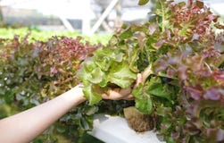 Kopfsalat der roten Eiche in der erntenden Zeit in meinem Gemüsebauernhof stockfoto Kopfsalat der roten Eiche in der erntenden Zeit in meinem Gemüsebauernhof stockfoto