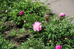 Kopia kwiaty różowe peonie zdjęcia stock Kopia kwiaty różowe peonie zdjęcia stock