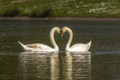 Koppla ihop av stumma Swans arkivfoton Koppla ihop av stumma Swans arkivfoton