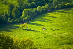 Kor p? ett idylliskt berg betar i Bayern fotografering för bildbyråer Kor p? ett idylliskt berg betar i Bayern fotografering för bildbyråer